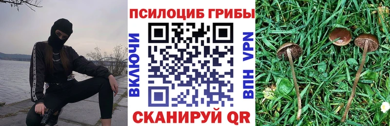 Галлюциногенные грибы Cubensis  закладки  Лодейное Поле 